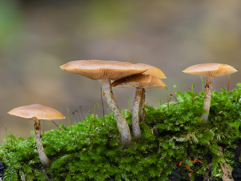 Galerina marginata